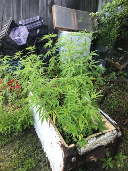 Факт незаконного культивирования растений, содержащих наркотические вещества, выявлен в Смидовичском районе
